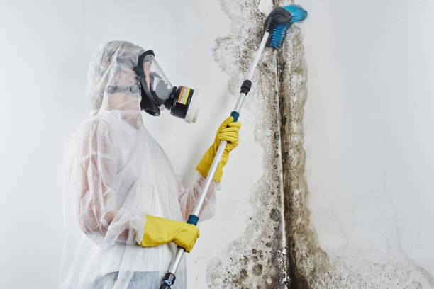 Best Mold Damage Repair  in Bethany, WV