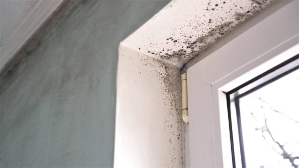 Trusted Bethany, WV Mold Removal Experts