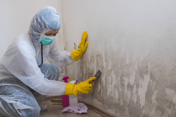 Best Toxic Mold Removal  in Bethany, WV