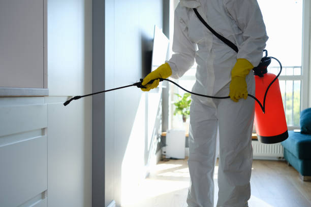 Best Mold Remediation  in Bethany, WV