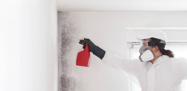Best Mold Testing and Removal  in Bethany, WV