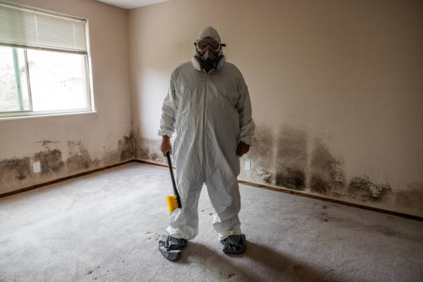 Office Mold Removal Services in Bethany, WV