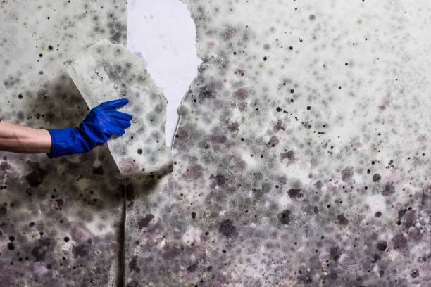 Best Mold Testing  in Bethany, WV