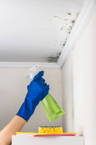 Best Mold Remediation  in Bethany, WV